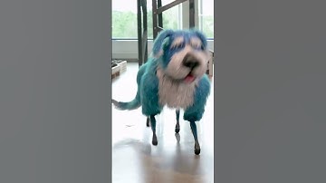 Boston Dynamics gives robot dog sparkly costume