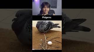 pidgens #memes #shorts