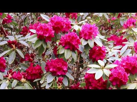 virginia water video montage spring 2021