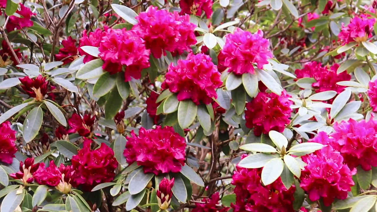 virginia water video montage spring 2021