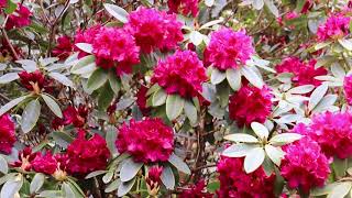 Virginia Water Video Montage Spring 2021