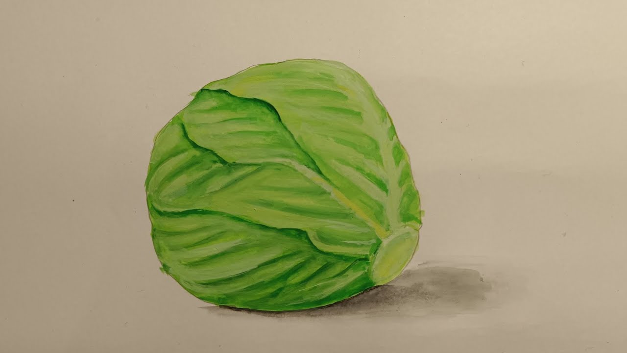 cabbage drawing/how to draw cabbage drawing/intermediate Elementary ...