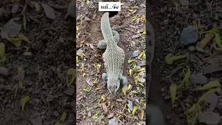 แย้....จัง. #แย้ #สัตว์น่ารัก #cute #animals