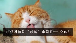 [효과 있음!!] 고양이가 좋아하는 소리♬ 영상을 듣고 길고양이도 다가와 애교를? 분리불안 고양이에게 안정감을 주는 소리 (※고양이가 '정말' 좋아하는 소리/음악 영상)