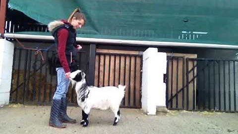 Fading out luring and adding a verbal cue - Jasmine 05.03.2015