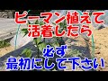 ピーマンの育て方、最初に必ずすること、木の勢いと後々の収穫量が違ってきます！