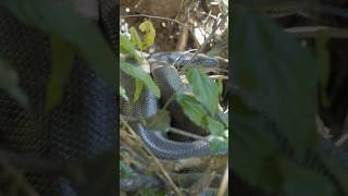 UMA PEQUENA SUCURI NO MEIO DOS GALHOS! #anaconda #sucuri #pantanal #animais #natureza