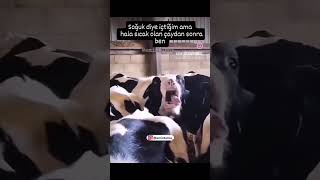 Süt Içtim Dilim Yandı Döküldü Kilim Yandı🥀Soğumuştur Di̇ye İçti̇ği̇ Çaydan Di̇li̇ Yanan Celalin Son Hali̇