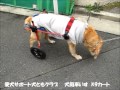 犬用車いすチャッピーちゃん