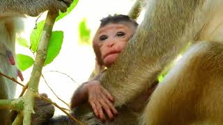 Really Interesting historical of Very Newborn Monkey Karita  | Cute Baby Monkey SR​​​​​