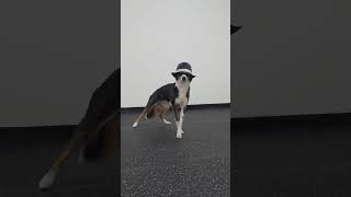 Ravicle Jackson😎🤣 My dog became Michael Jackson!🇰🇷 My dog is not an AI! #dog #bordercollie  #...