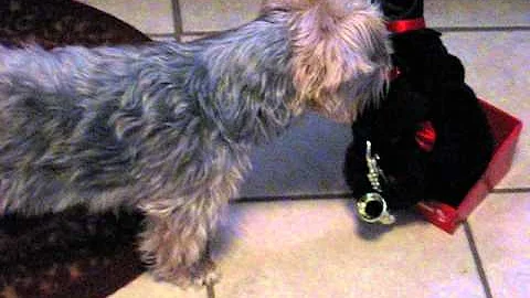 Harley and the Monkey part1