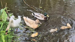 Baby Duck Family  #quackquack #familygoals