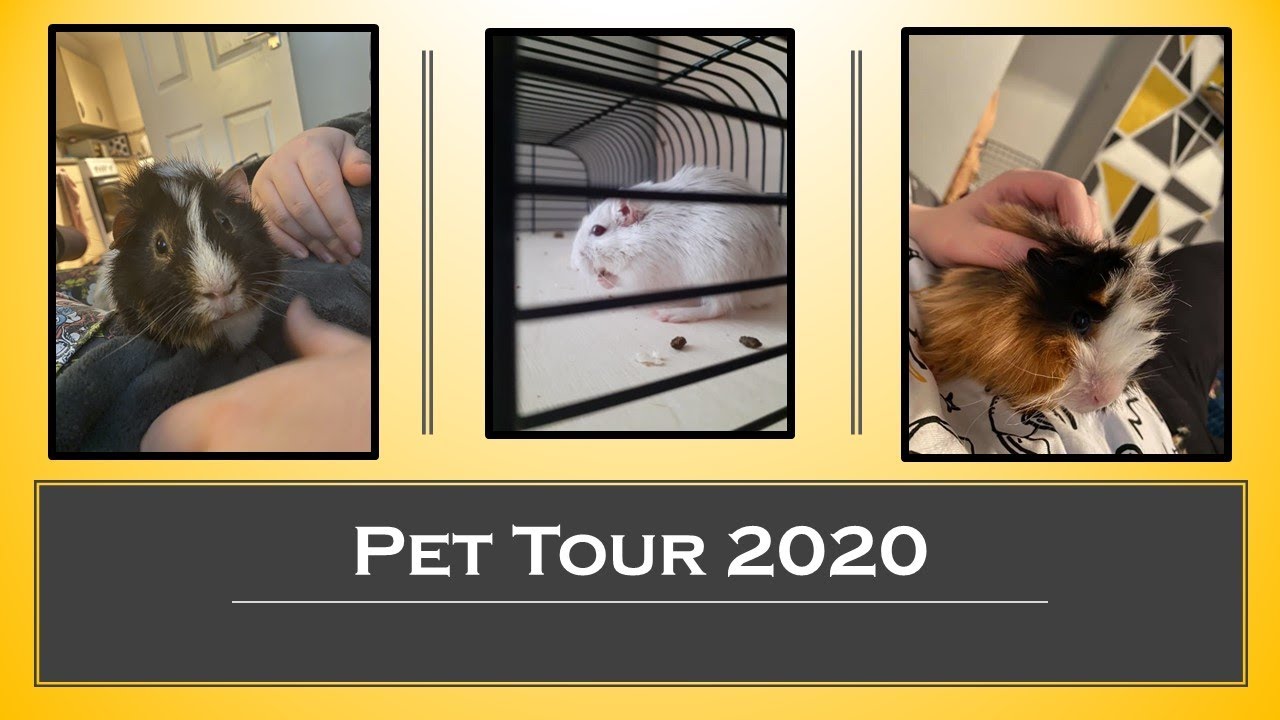 pet tour opinie