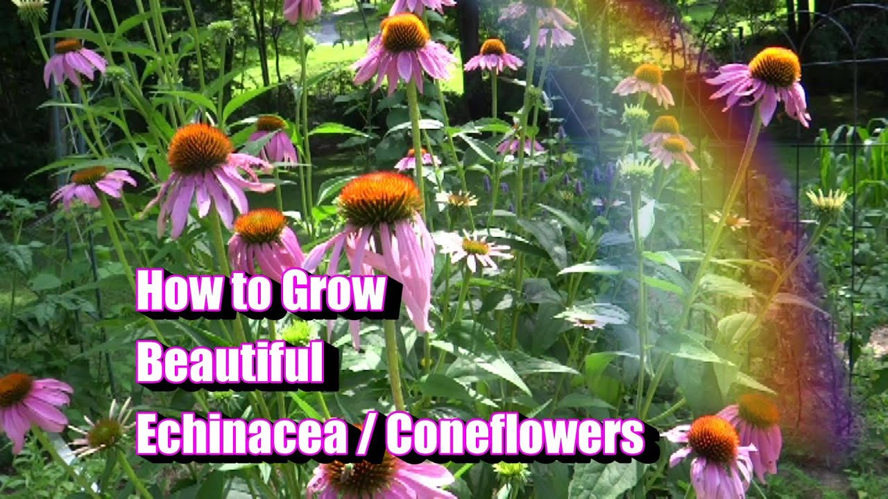 How Tall Do Coneflowers Get?
