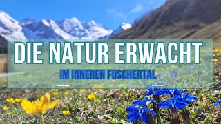 Die Natur erwacht im inneren Fuschertal