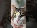 Cat's Eyes #CatEyes #CatBehavior #CatLanguage #CatParents #ViralCats #PetTips #FelineFacts #shorts