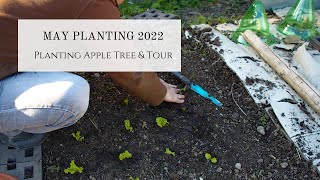Planting Tips | Planting Strawberries, Heirloom Tomatoes & Apple Tree |