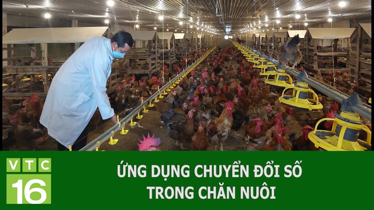 CHUYỂN ĐỔI SỐ TRONG CHĂN NUÔI HIỆU QUẢ