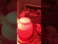 Wiggle wormie
