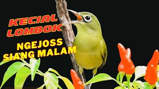 CIAK CIAK JOSS KECIAL KUNING Pagi,Siang,Malam | Pancingan Kecial Kuning Paling Ampuh