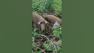 Rotational Grazing Pigs in the Woods