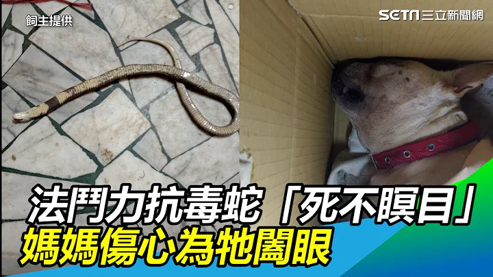 法斗力抗毒蛇“死不瞑目”　妈妈伤心为牠阖眼｜三立新闻网SETN.com - 天天要闻