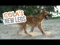 Cola&#39;s new legs