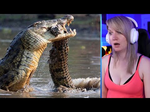 15 Unexpected Battles Between Crocodiles And Land Predators Part 2 | Pets House