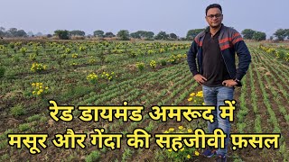 Red Diamond Guava Farming | Red Diamond Amrud ki Kheti by Natural Farming Made Easy 2,020 views 5 months ago 6 minutes, 41 seconds