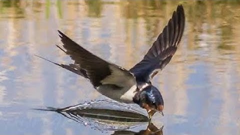 Swallows Drinking While Flying / Ababeel drinking water / Common Swift bird / Slow motion