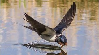 Swallows Drinking While Flying / Ababeel drinking water / Common Swift bird / Slow motion by BEAUTIFUL WORLD 991 views 1 year ago 1 minute, 30 seconds