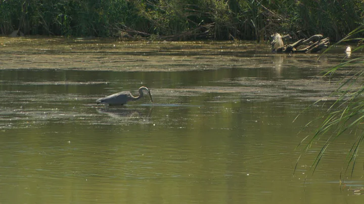 Saskatchewan environmental groups are worried about loss of wetlands