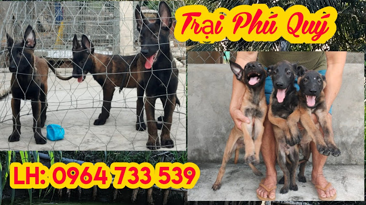 So sánh chó rottweiler vs doberman năm 2024