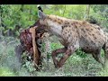 Leopard vs Hyena fight over meal