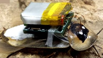 Cucaracha teledirigida, cyborg
