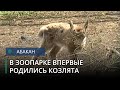 Детеныши сибирских горных козлов появились на свет в Абаканском зоопарке