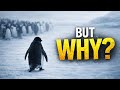 Penguin Incident Explained 💔