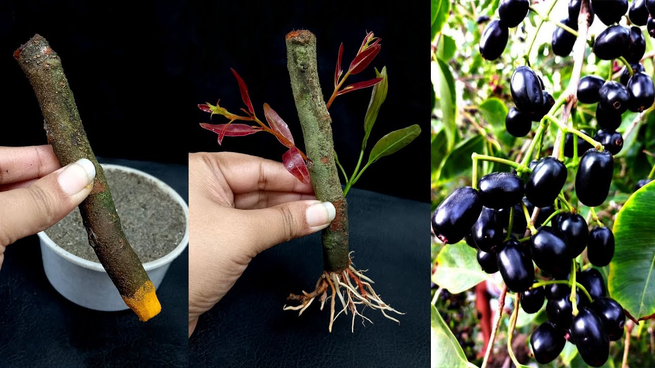 Как вырастить черенки черной яванской сливы, используя порошок лимона и куркумы.