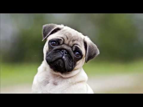 كلب البج   ما لا تعرفه عن هذا الكلب لمحبي الكلاب