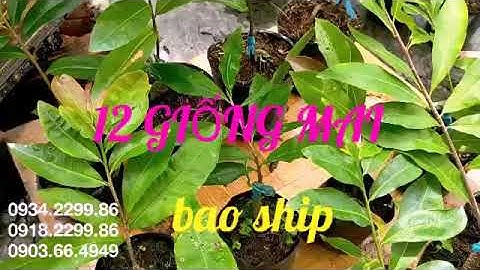 Cúc 2 tầng, tiên ông, cúc không nhị,40 cánh đọt đỏ, cúc lai01, vip, hoàng hậu, rồng bay, 4L, cth, ĐL