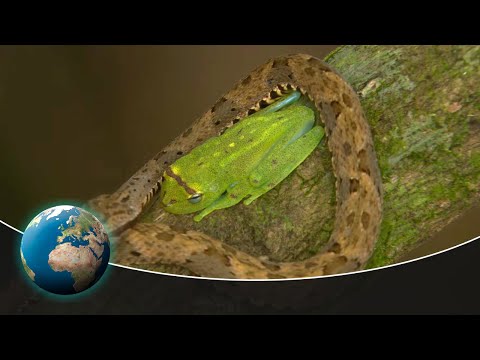 Deadly Game - Nature’s Greatest Escapes