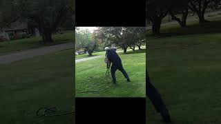 Guy attempts to detangle garden hose on driveway then brakes reel in frustration on grass