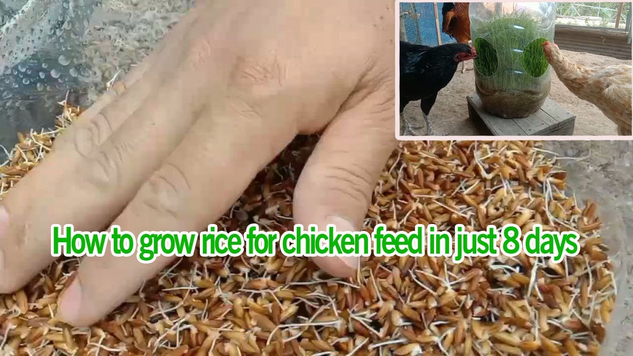 How to grow rice for chicken feed in just 8 days grow organic