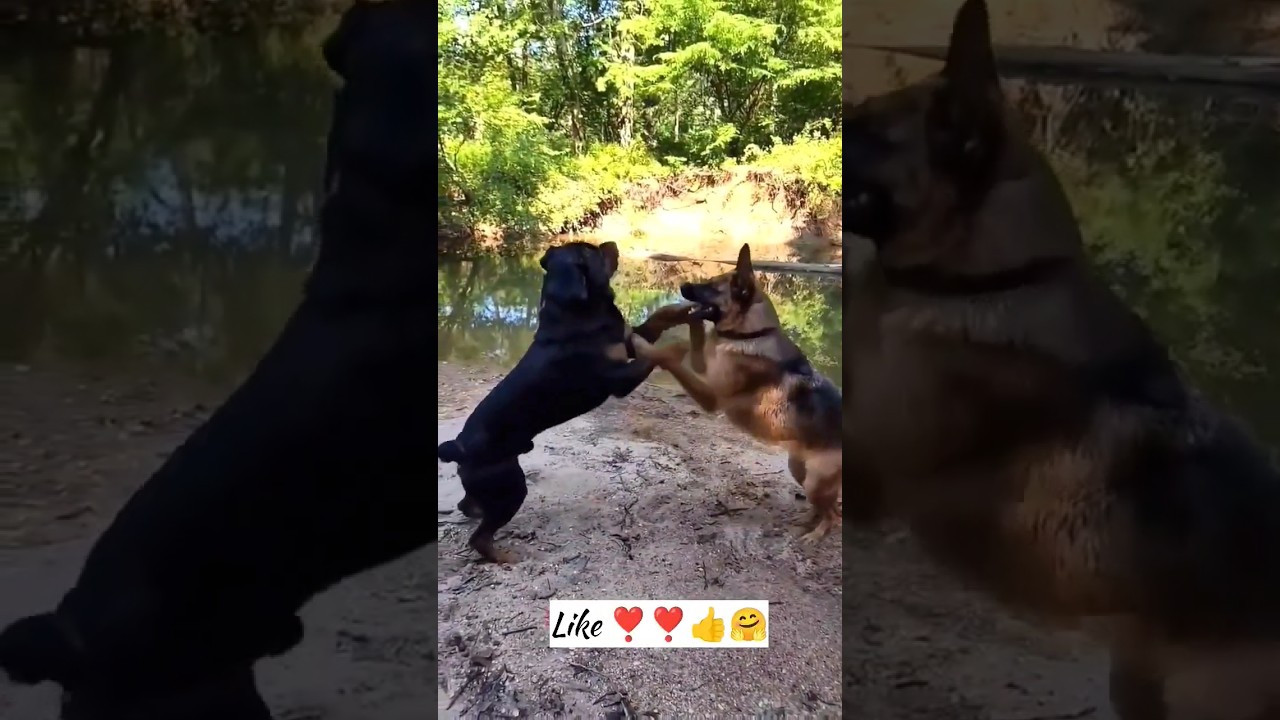German shepherd Rottweiler fight win फाइट 