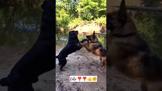 German shepherd Rottweiler fight win फाइट #dogfight #rottweilerfight #shorts #short  #germanshepherd