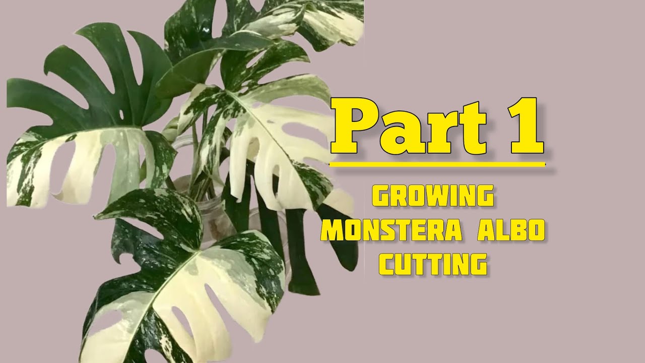 Growing Monstera Albo from Cutting : Day 01-26 - YouTube display picture 1
