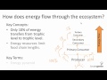 Understanding Energy Flow in Trophic Systems
