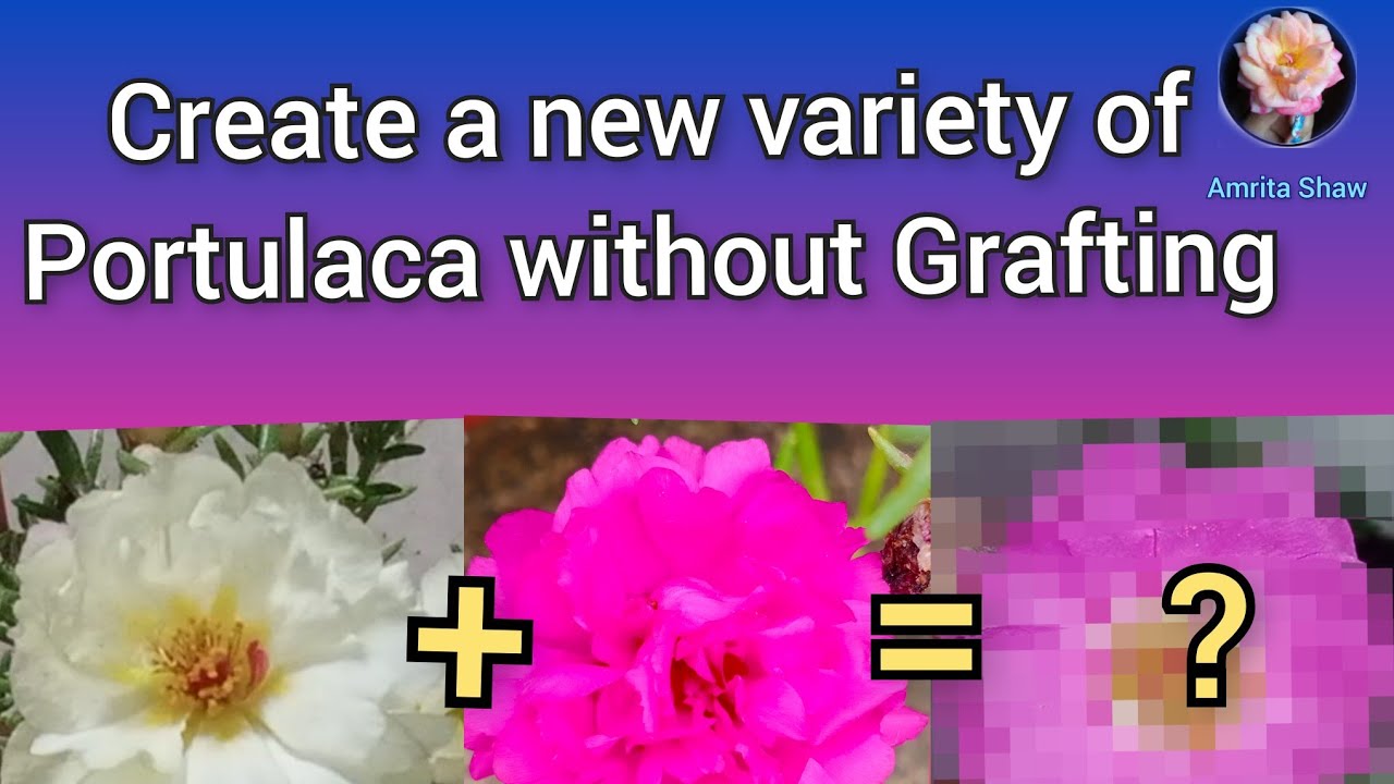 Как превратить портулак сорта Дези в гибрид без прививки/метод перекрёстного опыления моховой розы