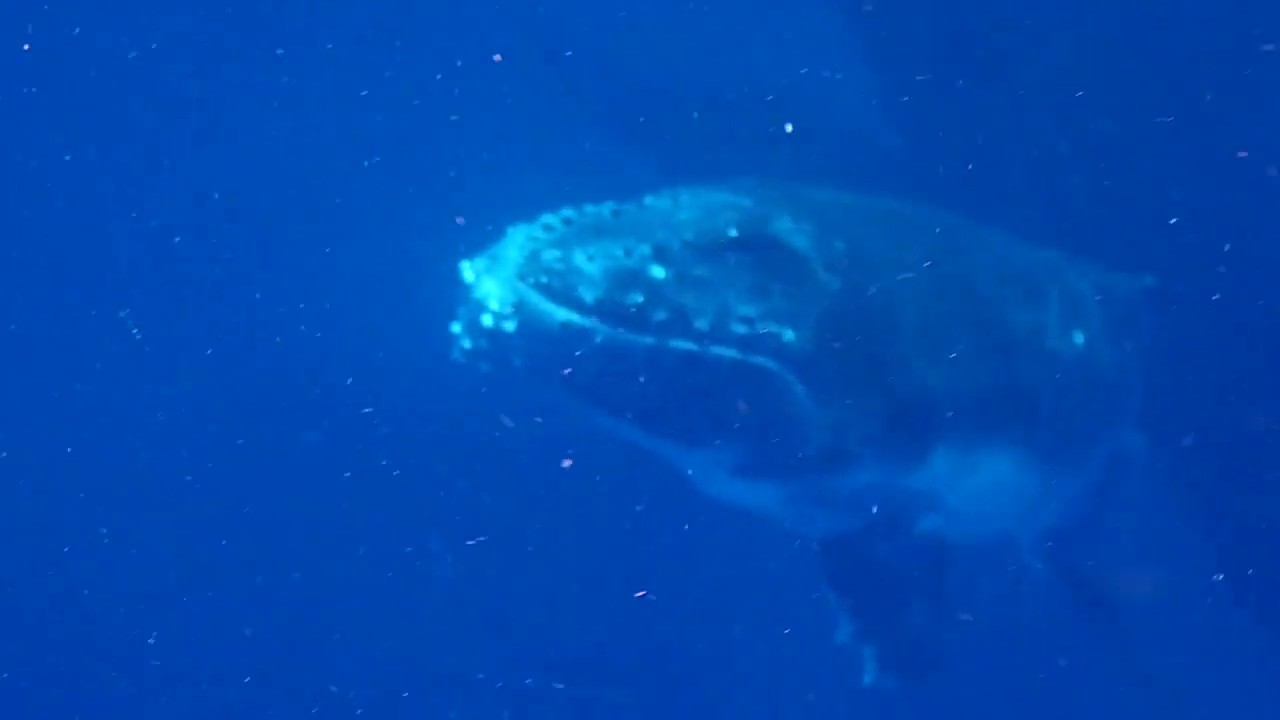 トンガ　エウア島のホエールスイム　Swim with Whales in Eua island, Tonga